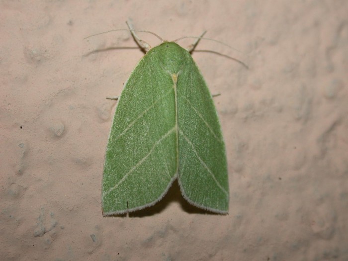 Bena bicolorana  CDI  2007 097.jpg