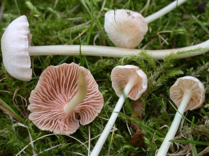 Entoloma sericellum Diam 20mm STIPE 60mm Loverval 21 OCT 07 014.jpg