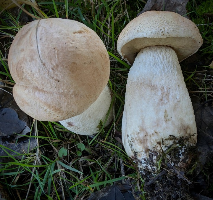 PXL_20241018_114129508~2.jpg