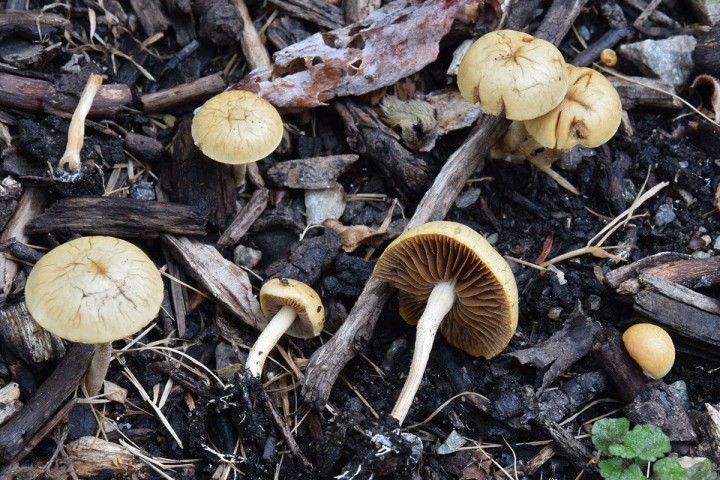 DSC_0253.jpg