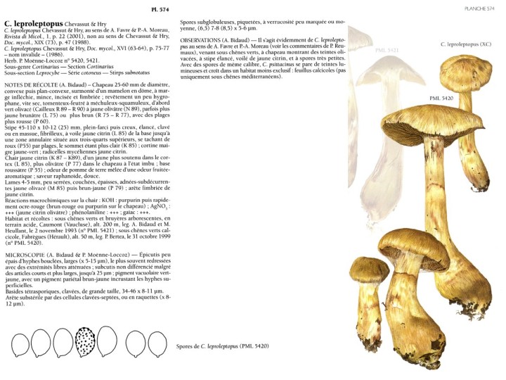 Cortinarius leproleptopus_P-XV-Pl-574_f-766bis.jpg
