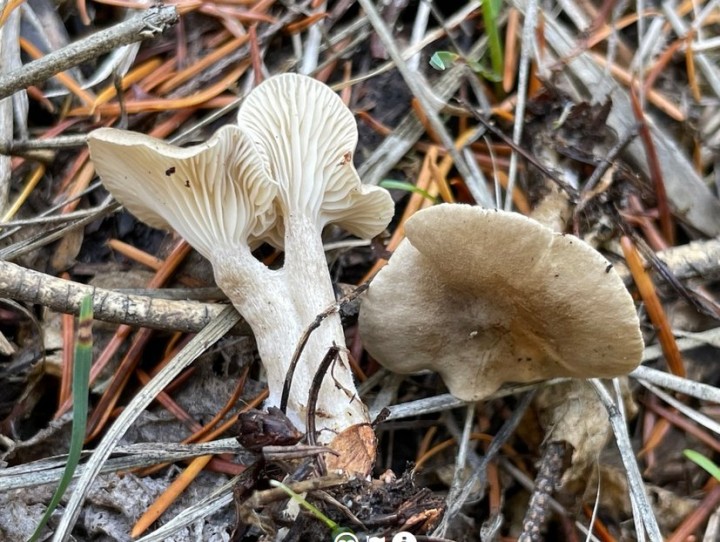 spodocybe.jpg