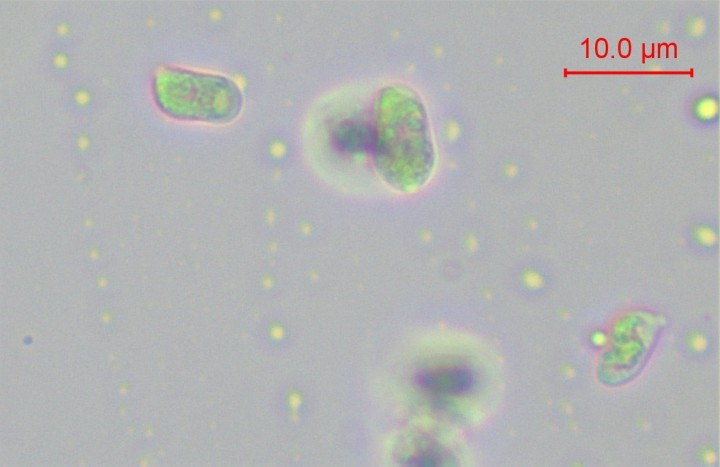 sp-006.jpg