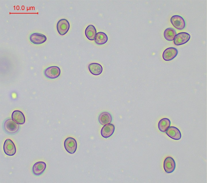sp-004.jpg