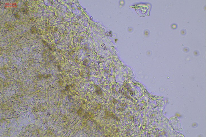 cutis-001.jpg