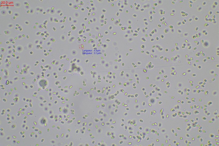 sp mlz-003.jpg