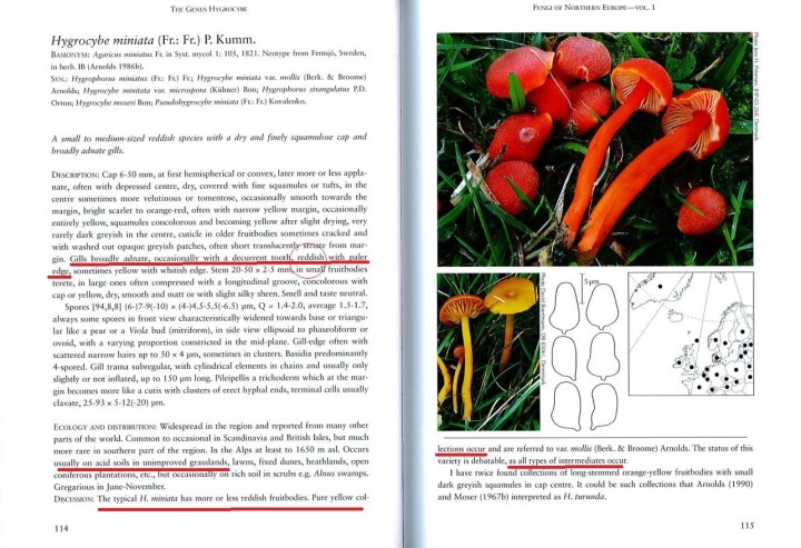 Hyrocybe miniata.JPG