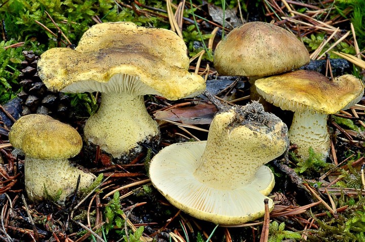 tricholoma joachimii -MIAUNE.jpg