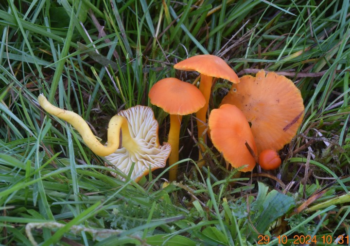 DSC_0129.JPG