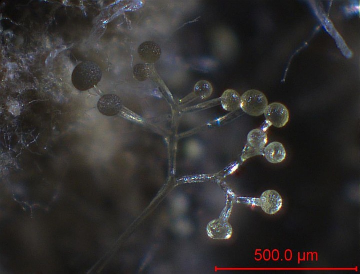 parasite-002.jpg