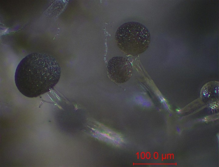 parasite-003.jpg