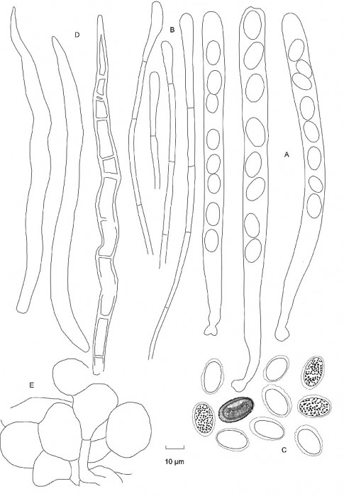 microScut01.jpg