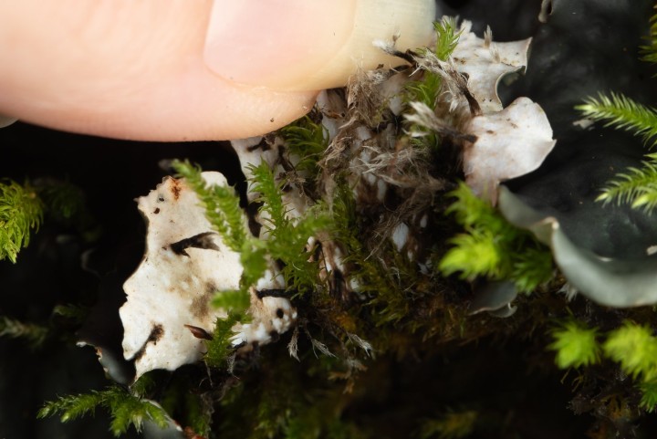 Lichen.jpg