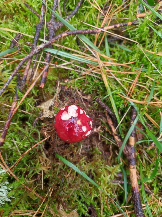 Champignon_25_3_03.jpg