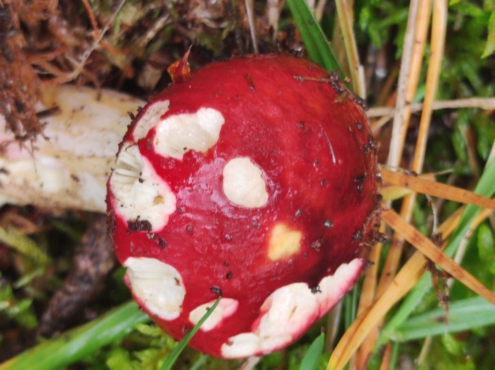 Champignon_25_3_04.jpg