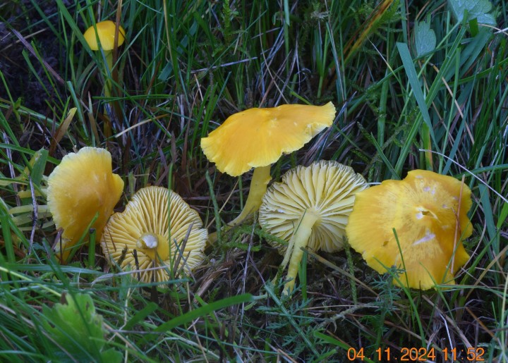 DSC_0140.JPG