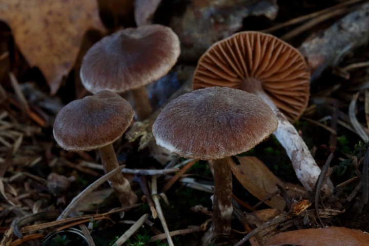 4X6A7491-1.JPG
