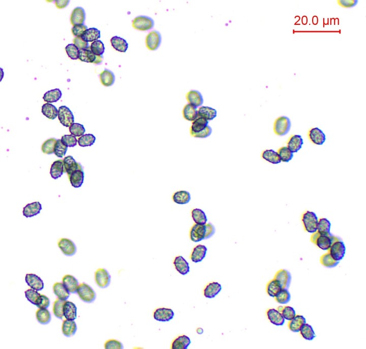 sp mlz-002.jpg
