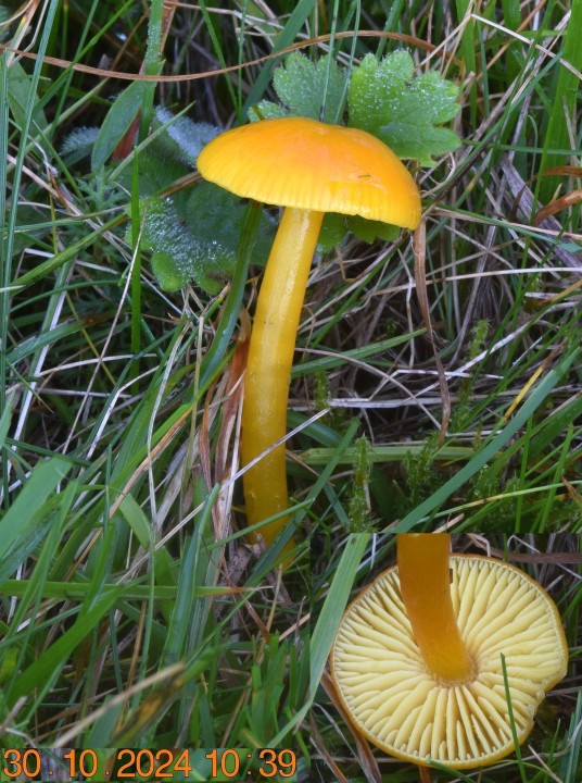 DSC_0133 - Copie.JPG