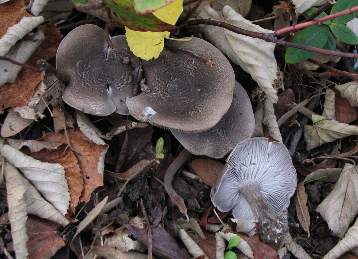 Tricholoma-squarrulosum.jpg