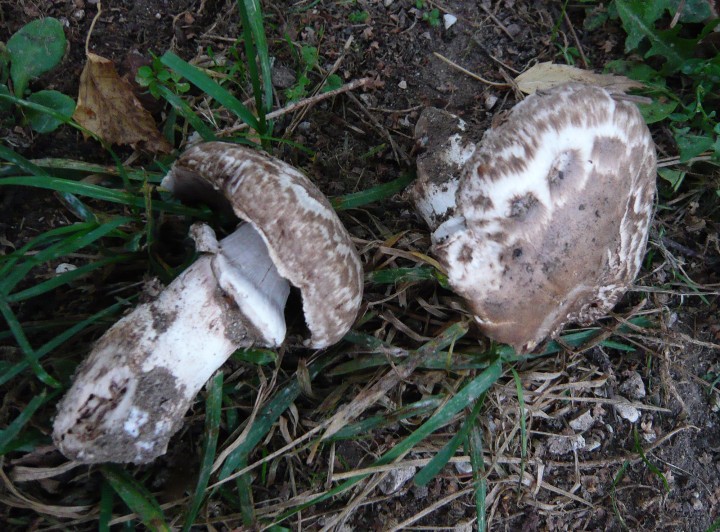 P1090861.JPG