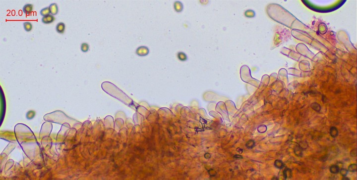 cl-005.jpg