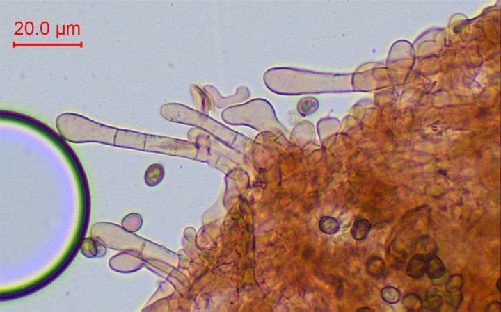 cl-009.jpg