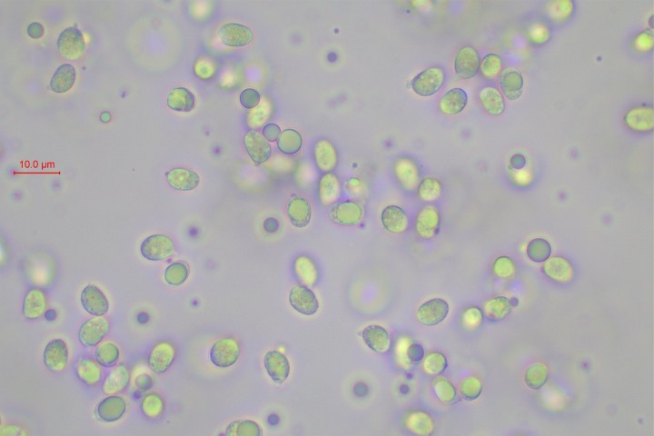 sp-010.jpg