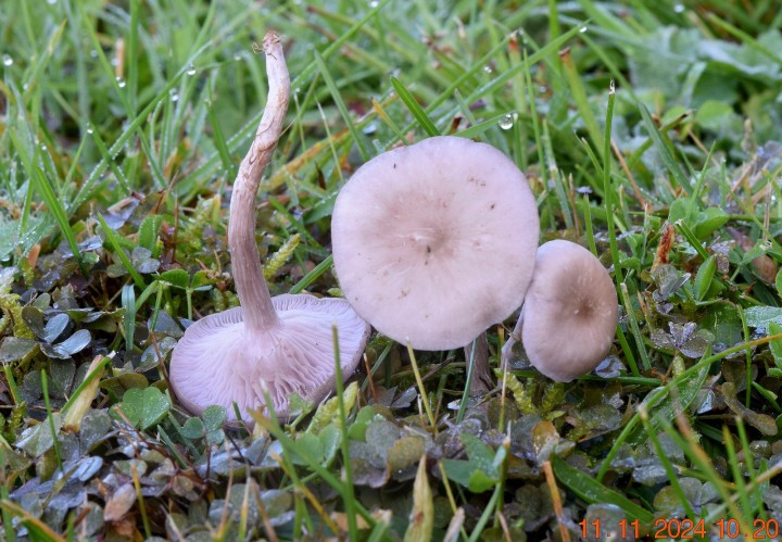 DSC_0153.JPG