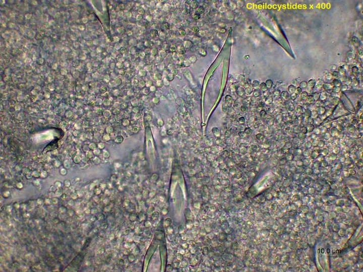 cheilocystides métuloïdes2.jpg