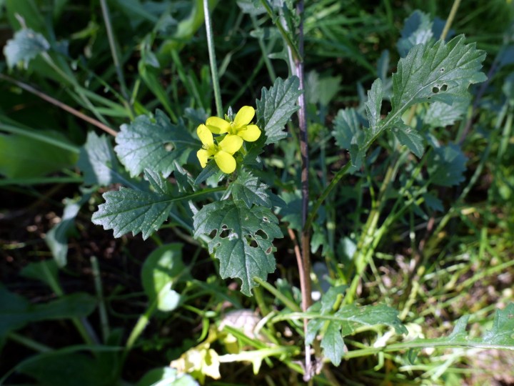 20241128_120306.JPG (427.2 Kio) Vu 514 fois Cliquer sur l'image pour agrandir