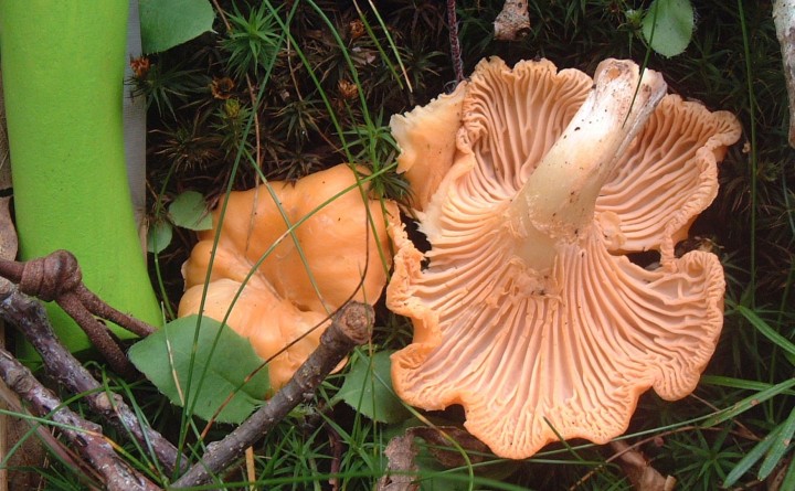 15. Chanterelle de Fries, en dessous de La Verrerie (hêtraie, 942m).JPG