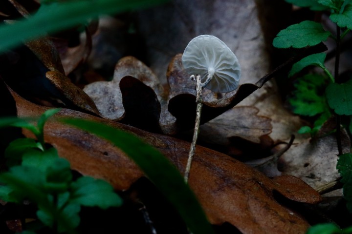 4X6A7622-1.JPG