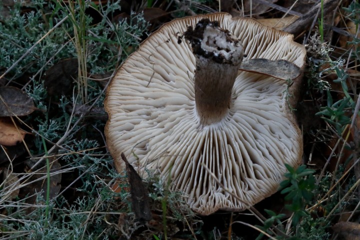 4X6A7684-1.JPG
