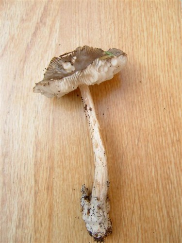 DSCF6245.JPG