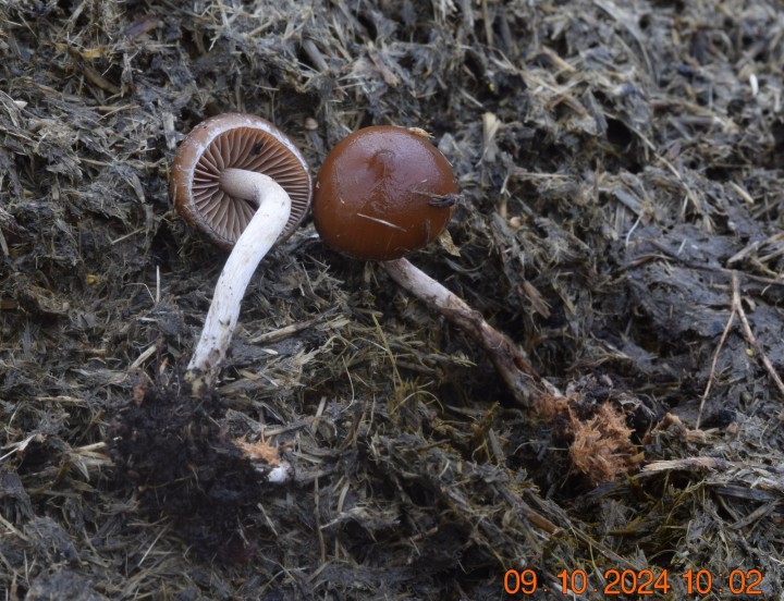 DSC_0072.JPG
