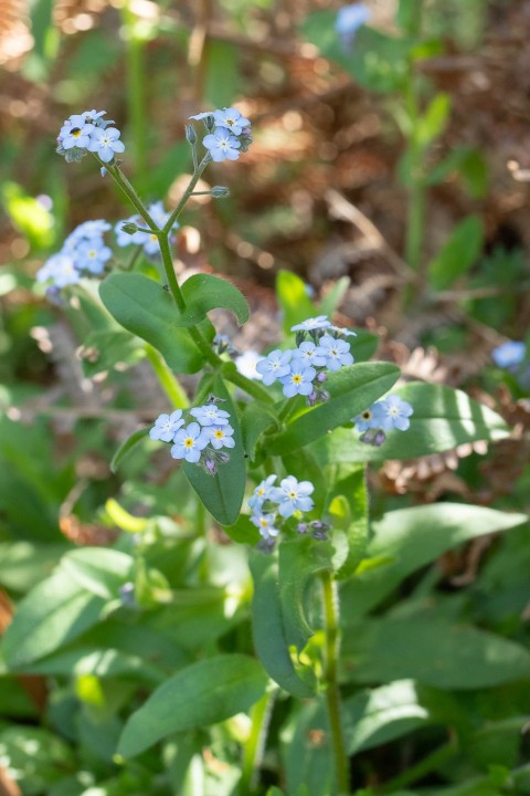 Myosotis.jpg