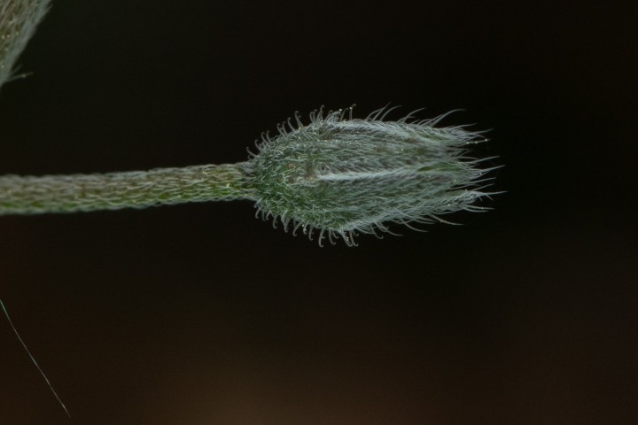 Myosotis-3.jpg