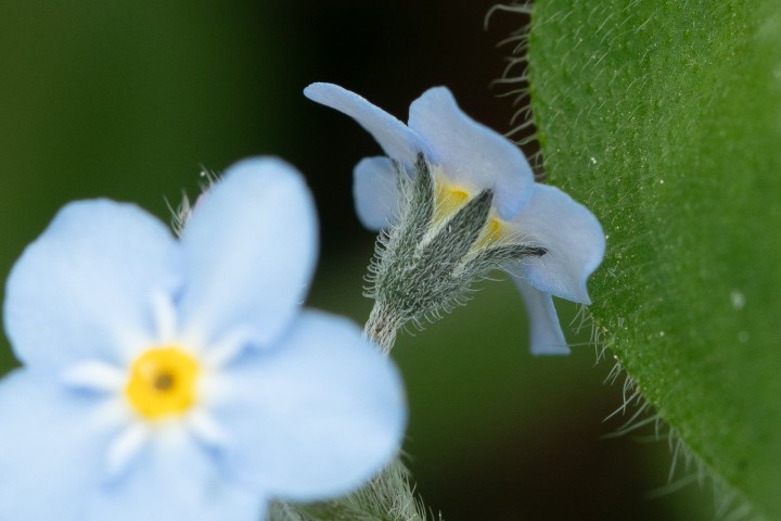 Myosotis-4.jpg