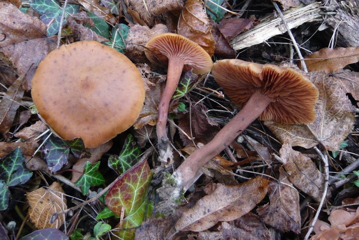 P1100030.jpg