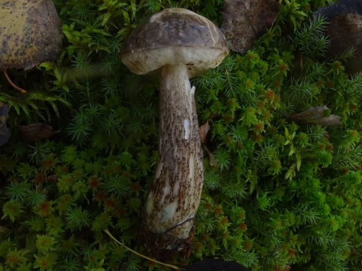 DSC06356.JPG
