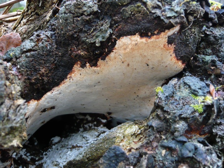 P1100035.JPG