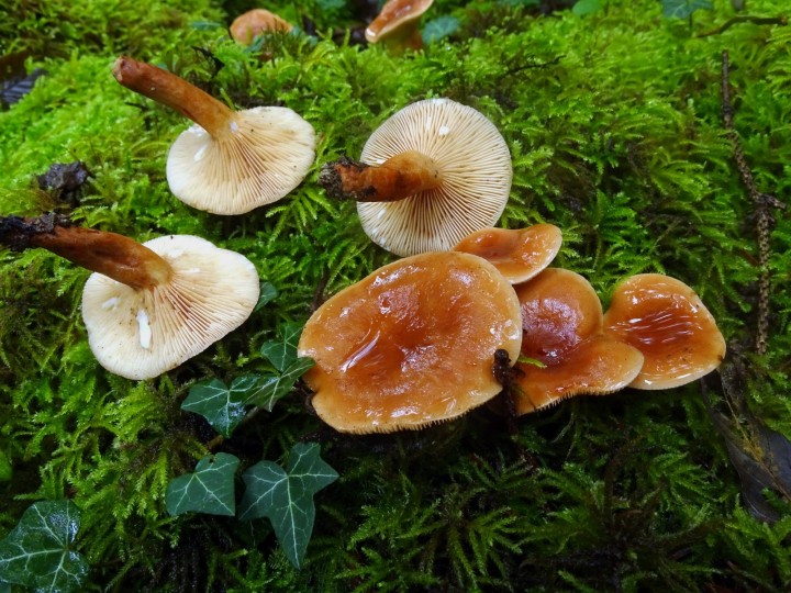 DSC06363b.JPG