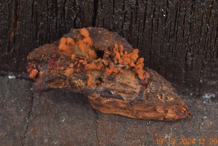 DSC_0176.JPG