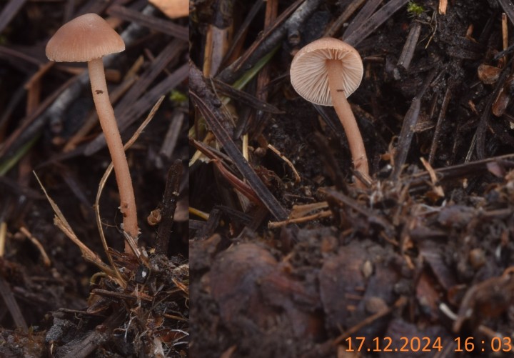 DSC_0171.2.JPG