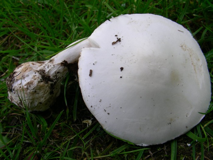 Amanita phalloides var alba