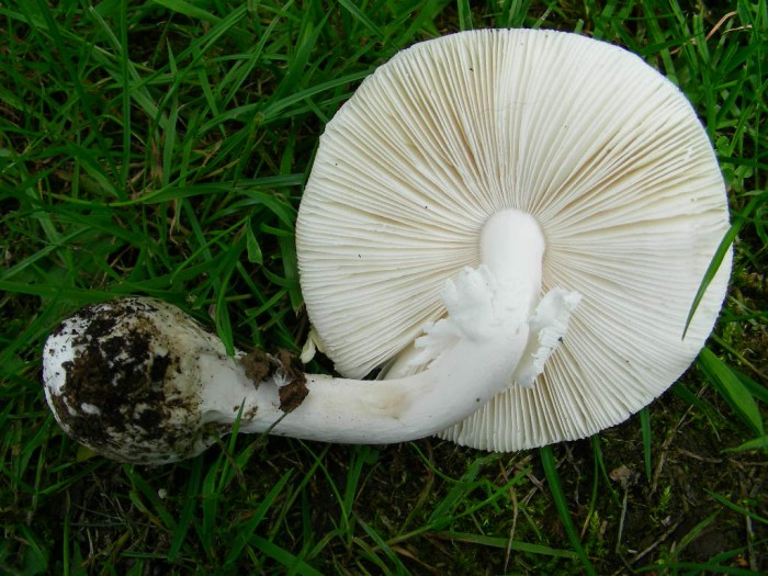 Amanita phalloides var alba