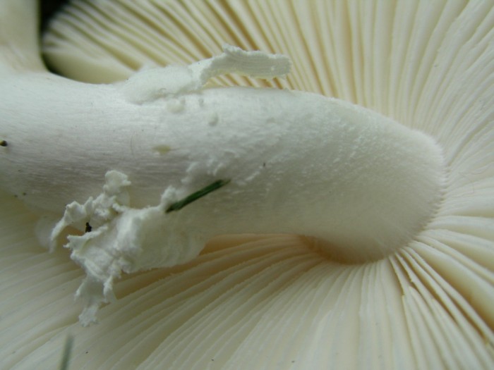 Amanita phalloides var alba