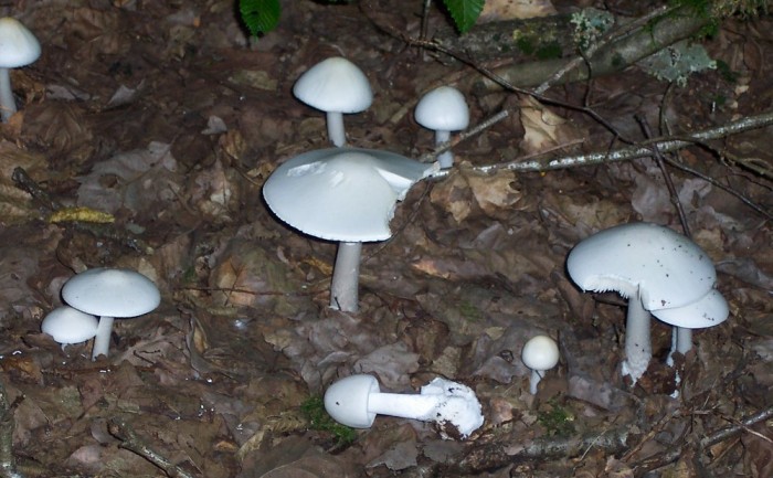 035-Amanita-phalloides-alba-Fran0609.jpg
