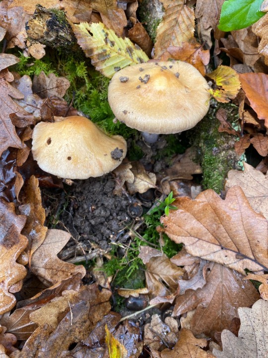 Cortinarius elatior 2.jpeg